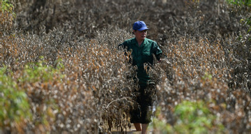 Historic Hanoi floods leave peach and kumquat growers struggling