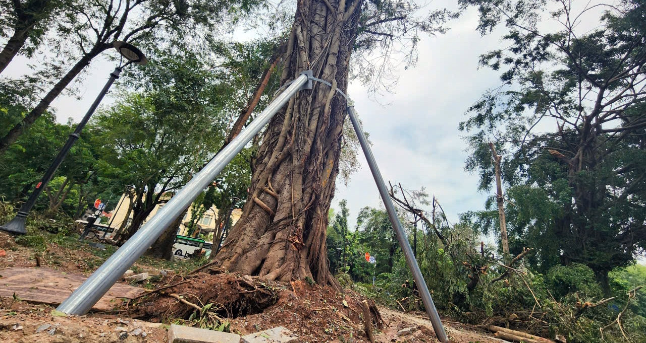 Over 40,000 trees damaged by Typhoon Yagi, 3,000 to be replanted in Hanoi