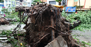 Tree planting problems exposed: Over 25,000 trees downed in Hanoi