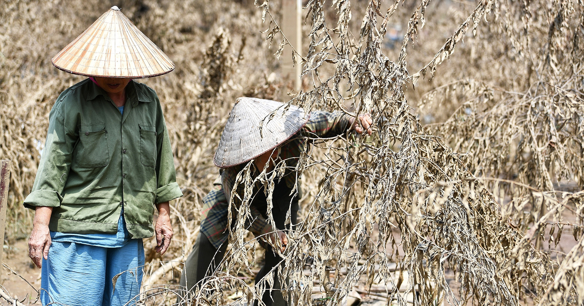 Hanoi’s iconic peach orchards devastated by red river floods after storm