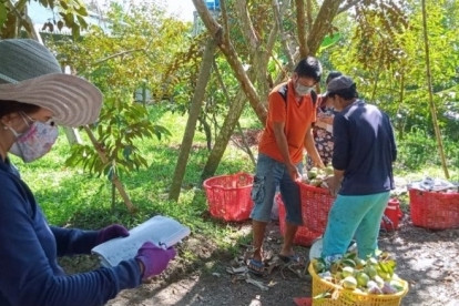 Mekong Delta region contributes roughly 31% to agricultural sector’s GDP