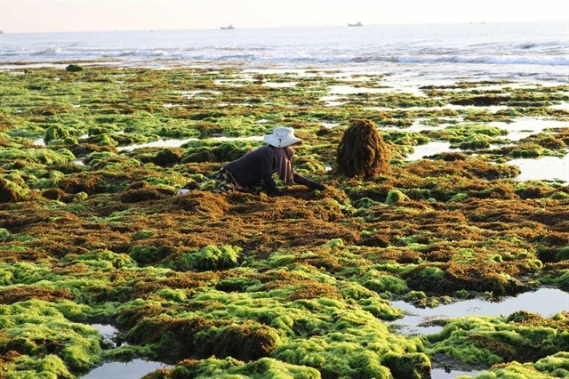 Tapping potential to sell seaweed-based carbon credits