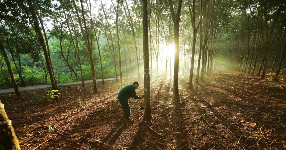 Vietnamese firms urged to quickly adapt to EU Deforestation Regulation