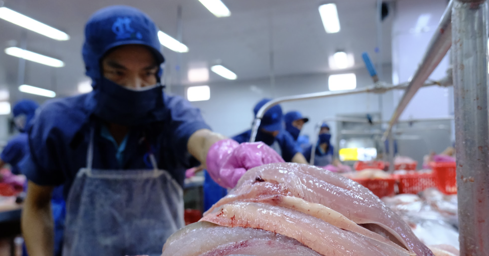 After earning $1.3bil., Vietnam's catfish industry celebrates US market gains