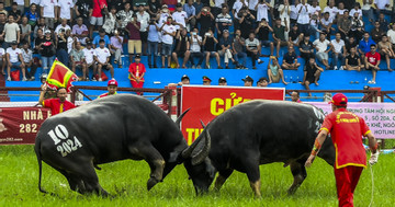 16 mighty buffaloes compete at 2024 Do Son Buffalo Fighting Festival