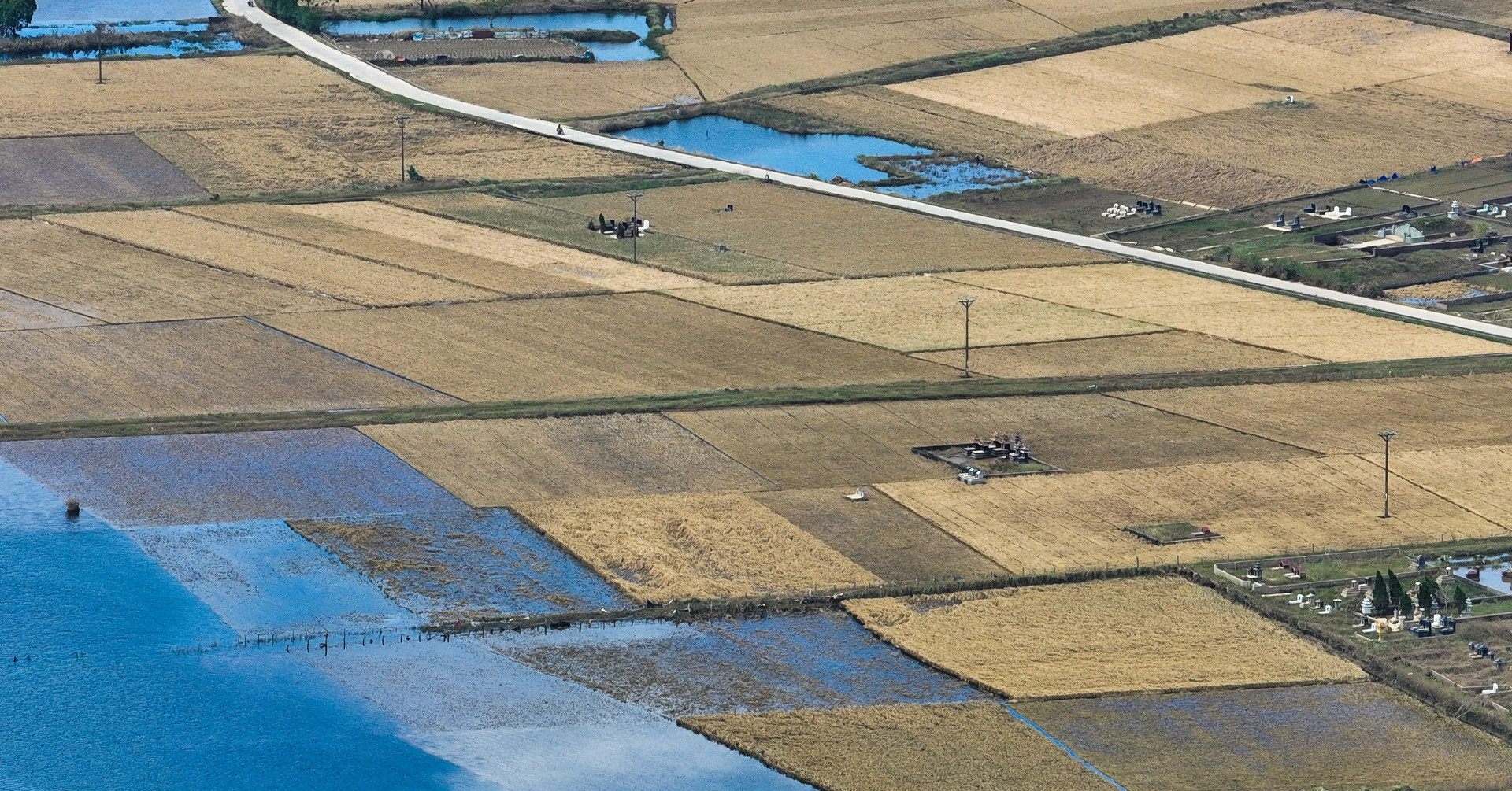 Hanoi’s rice fields turn yellow after devastating floods