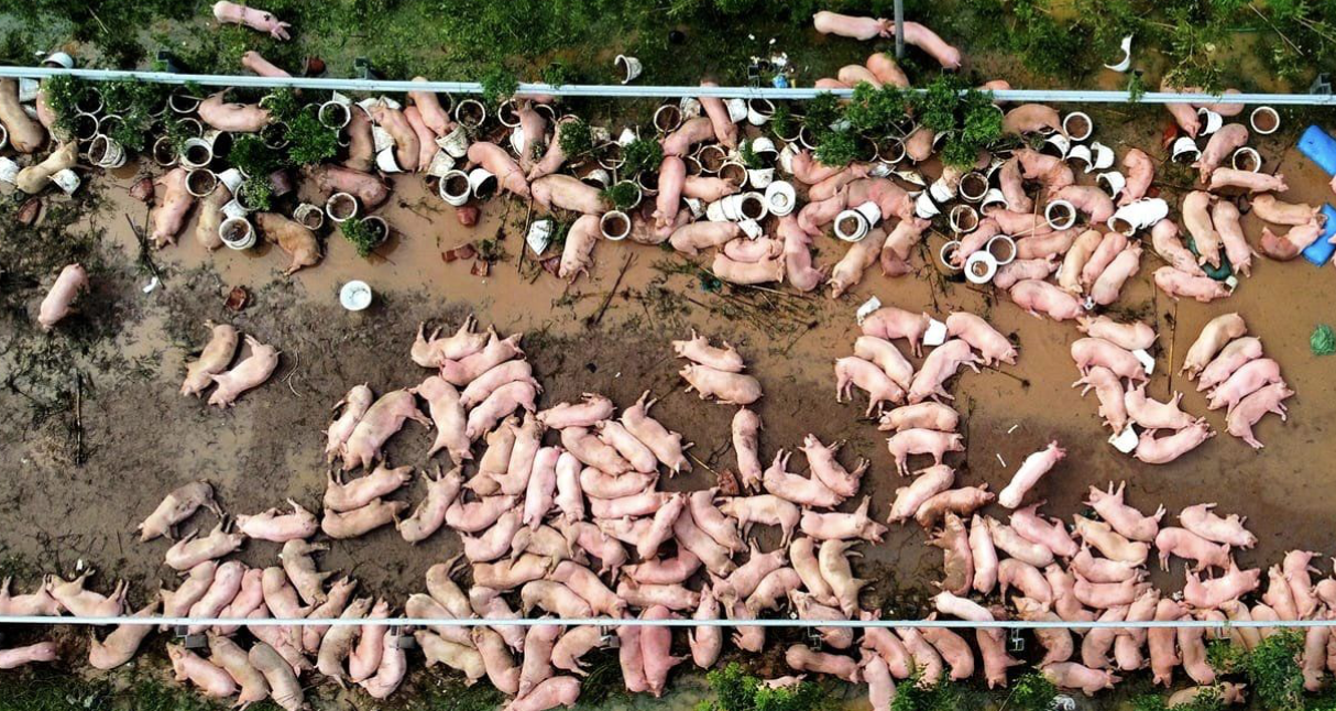 Pork prices hit new high as thousands of pigs lost to flooding in northern VN