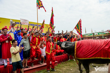 Dramatic fights at Do Son Buffalo Fighting Festival as Bull 4 takes championship