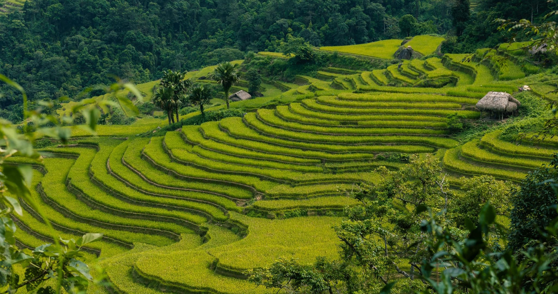 Golden rice fields remain untouched after storm, inviting tourists to Ha Giang