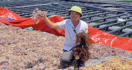 Storm sweeps away $100mil in aquaculture, farmers urged to shift to seaweed