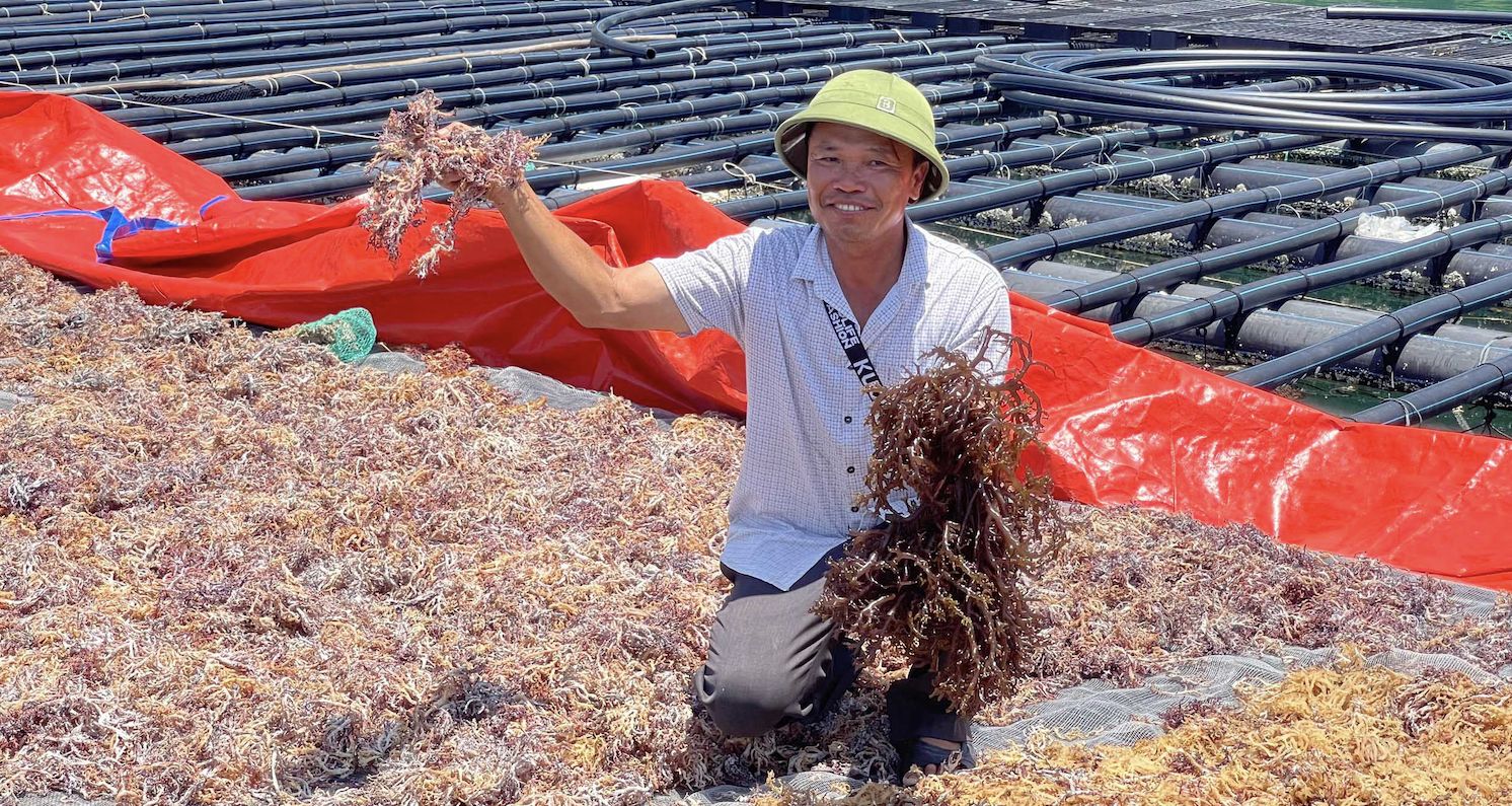 Storm sweeps away $100mil in aquaculture, farmers urged to shift to seaweed