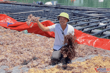 VN to exploit seaweed reserves, a giant carbon reservoir