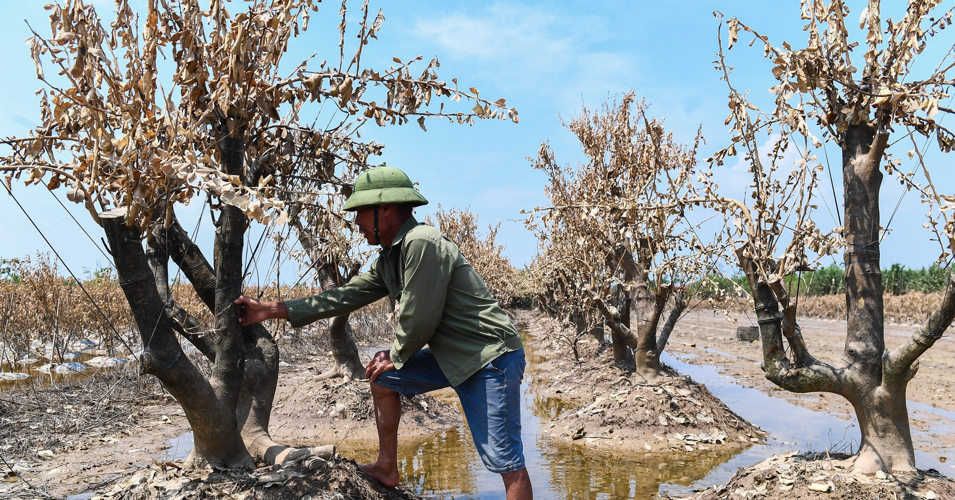 Hundreds of hectares of ornamental plants destroyed by floods in northern VN