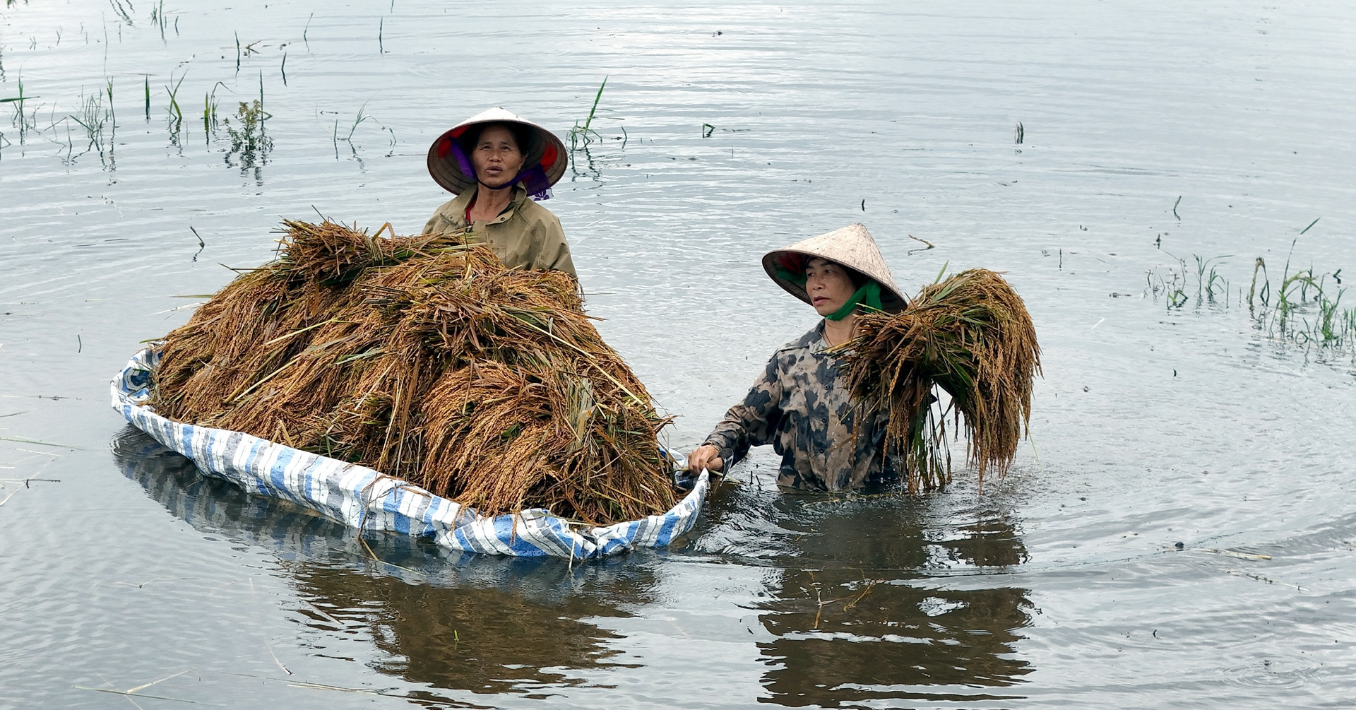 Economic impact deepens as Hanoi's rice fields stay flooded post-typhoon