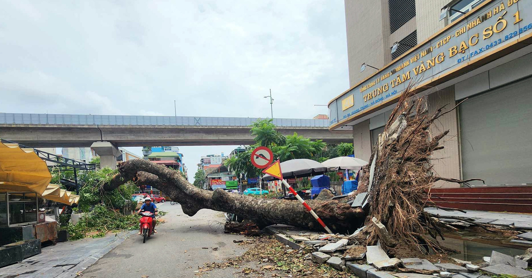 Over 100,000 trees downed in Hanoi due to Typhoon Yagi