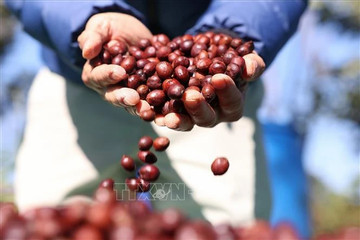 Vietnam on quest for specialty coffee development