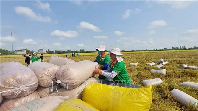 Rice exports top 6.1 million tonnes in eight months