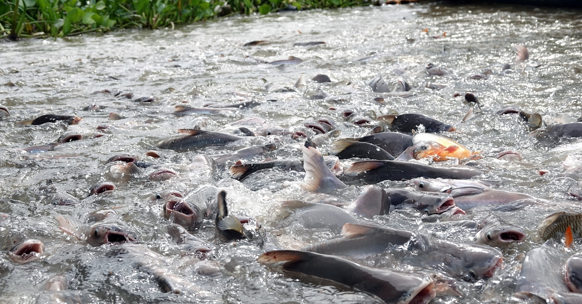 Man in Can Tho protects and feeds thousands of river fish daily