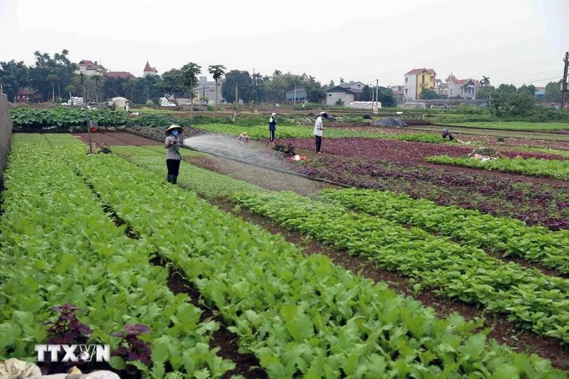 Hanoi focusing on market-oriented agricultural production