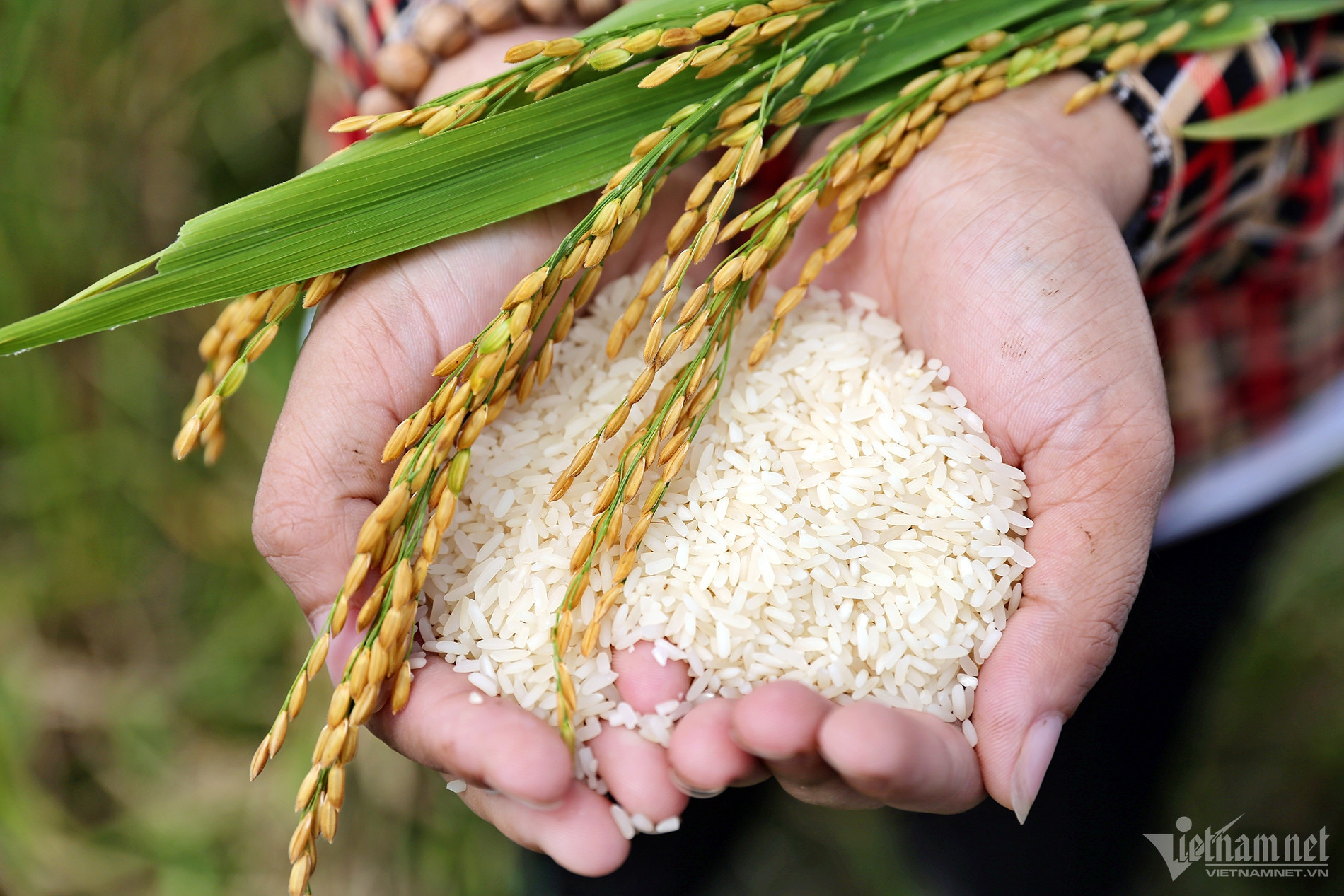 Thailand, Cambodia are growing quality rice varieties from Vietnam