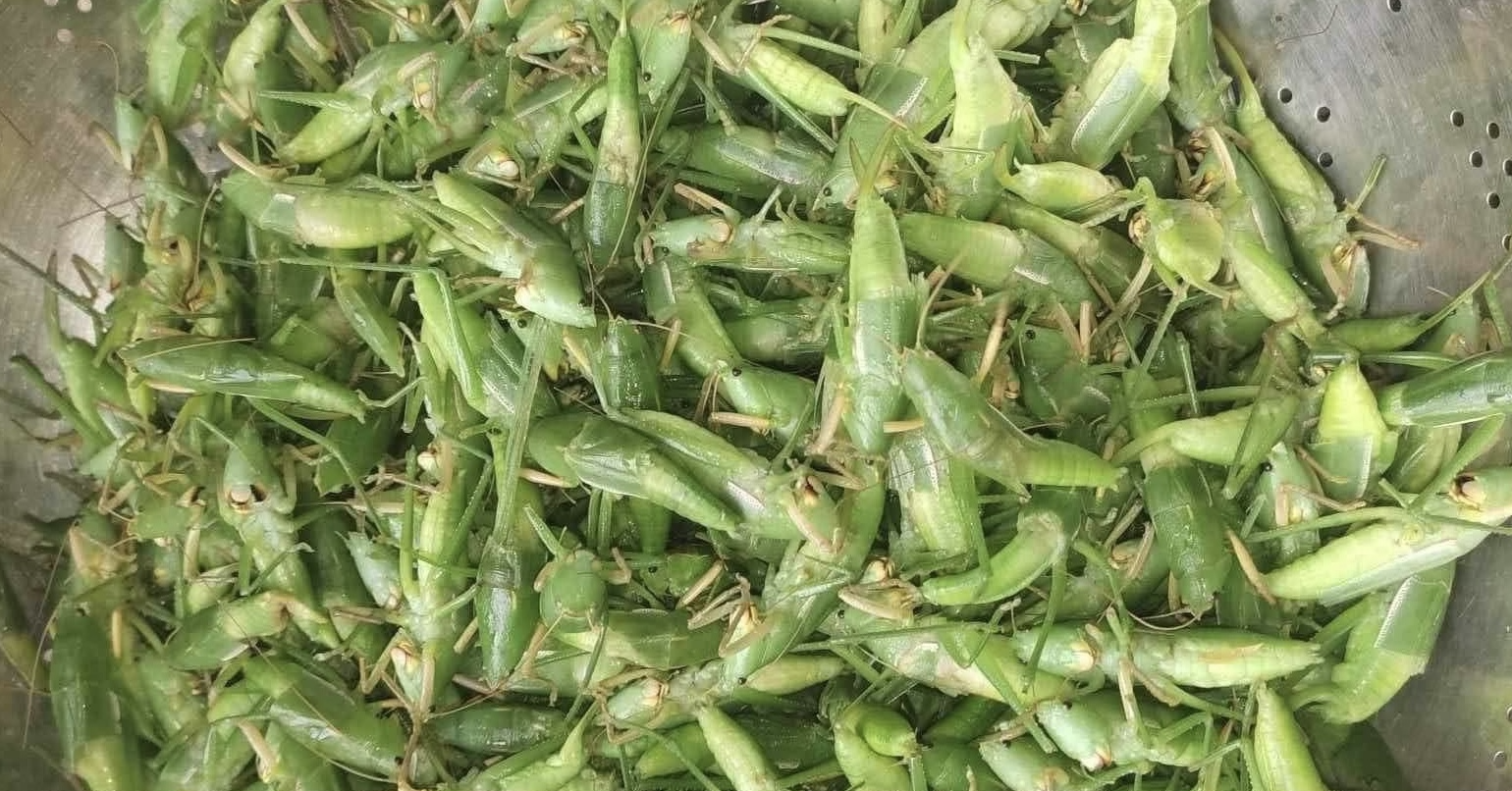 Grasshoppers become a luxury delicacy in Hanoi.