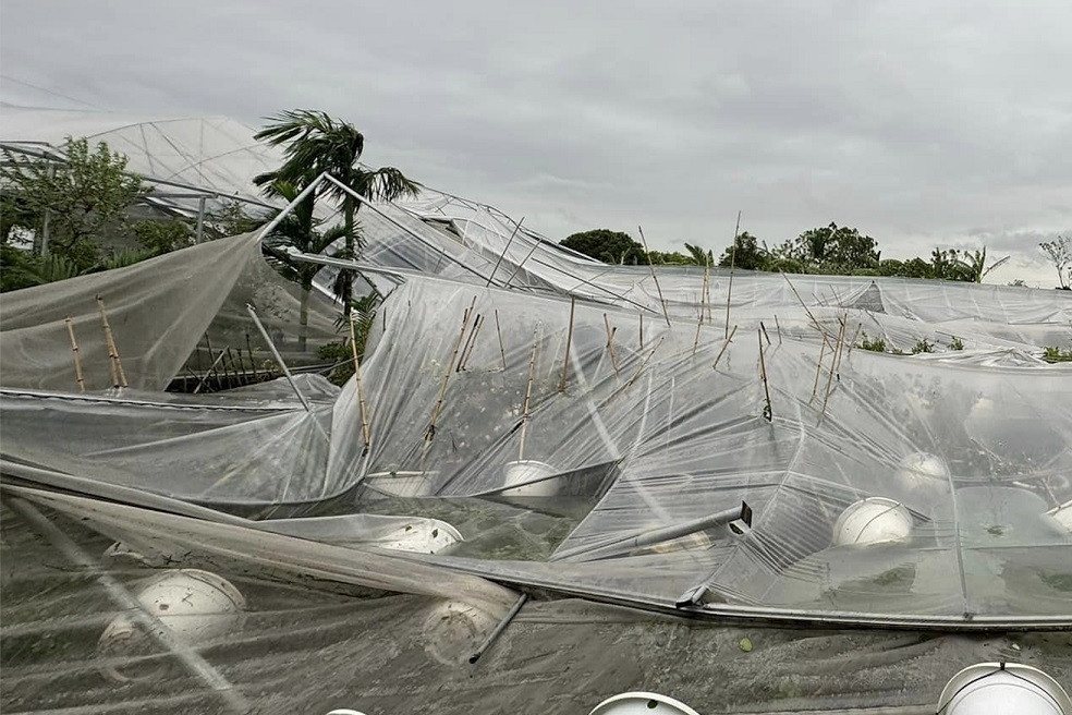 Farmers devastated as Typhoon Yagi wipes out crops and infrastructure
