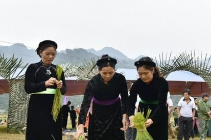 Pounding Com Festival, a unique cultural feature of the Tay