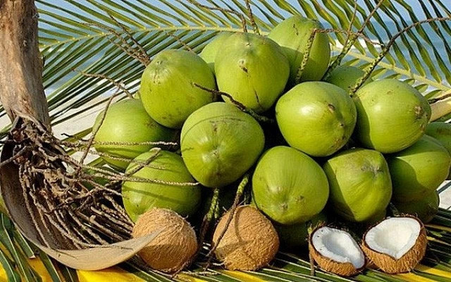 Vietnam's coconut exports to rise remarkably thanks to shipments to China