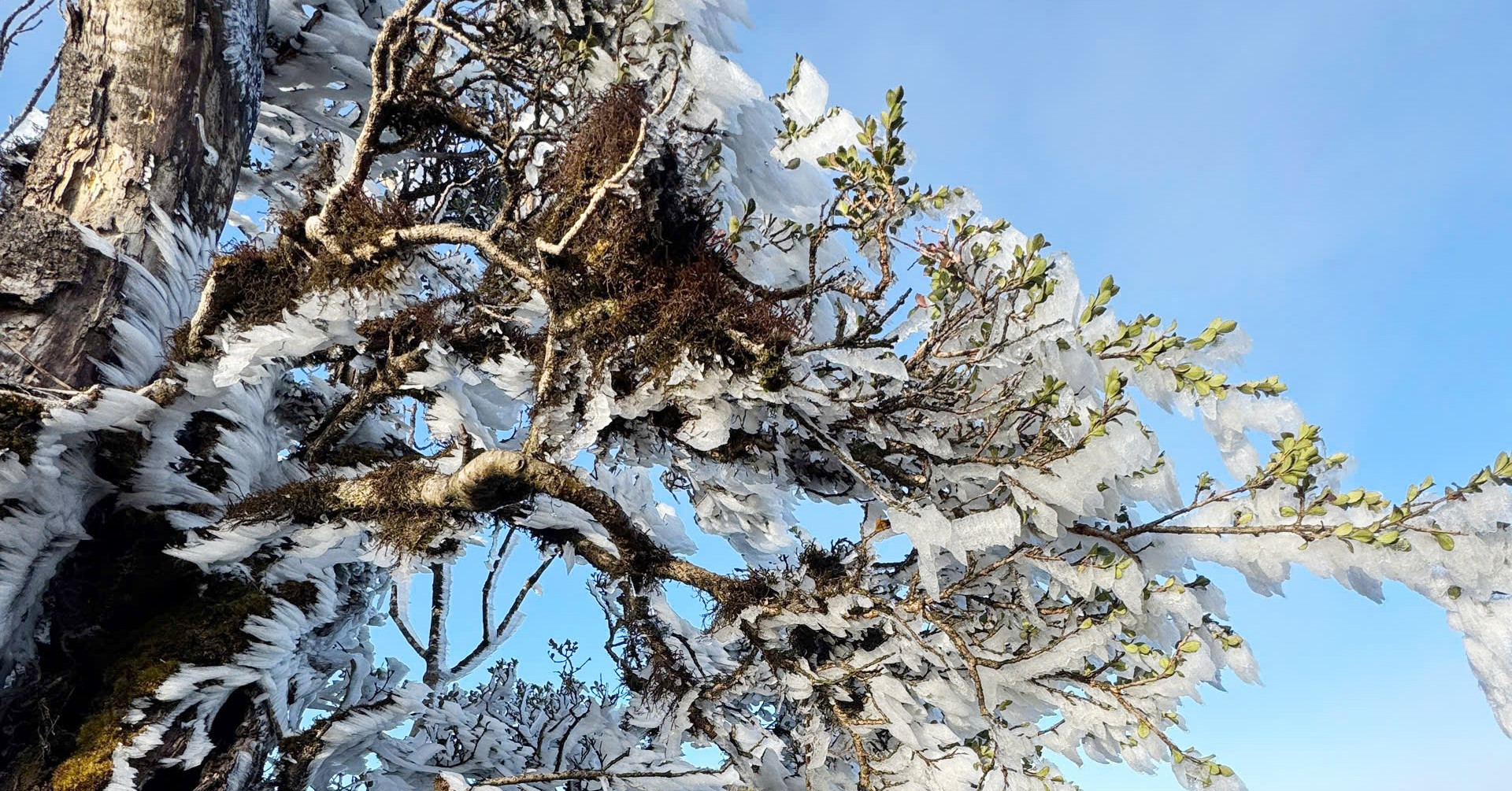 Rare frost blankets mountain peaks in Cao Bang, Yen Bai, and Lao Cai