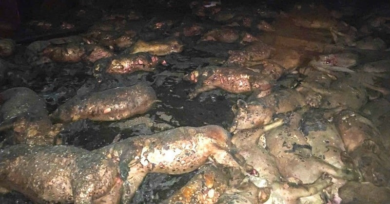 Fire at Gia Lai pig farm kills 1,600 pigs, causes major losses