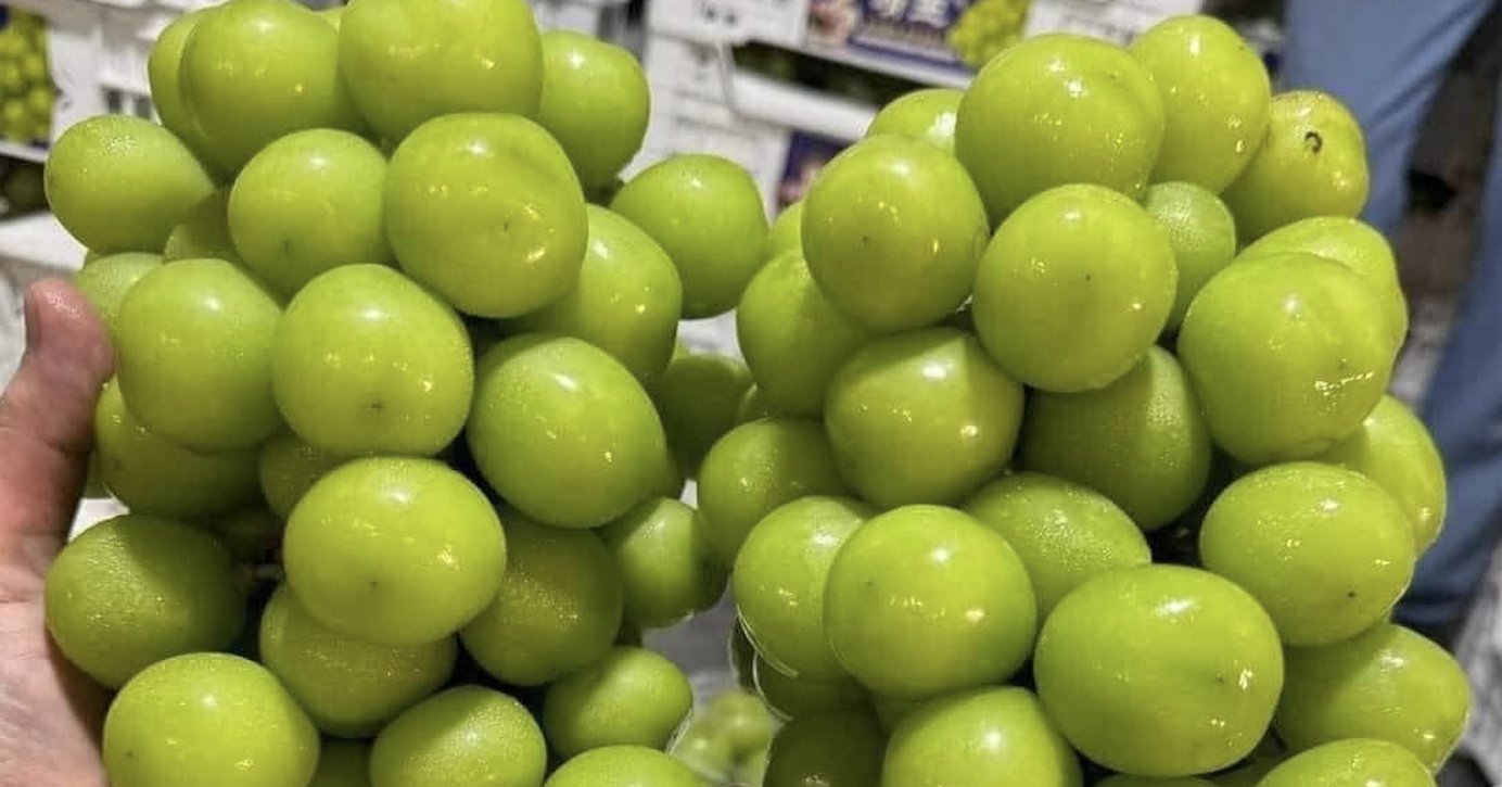 Low-cost Chinese milk grapes dominate Vietnamese markets despite safety warnings