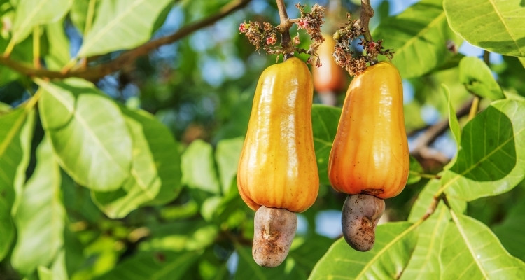 Vietnam sets record with nearly $1.2 billion cashew exports to the US
