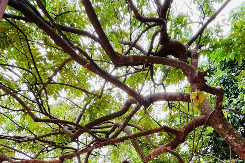 Starfruit tree with giant canopy gains fame on TikTok