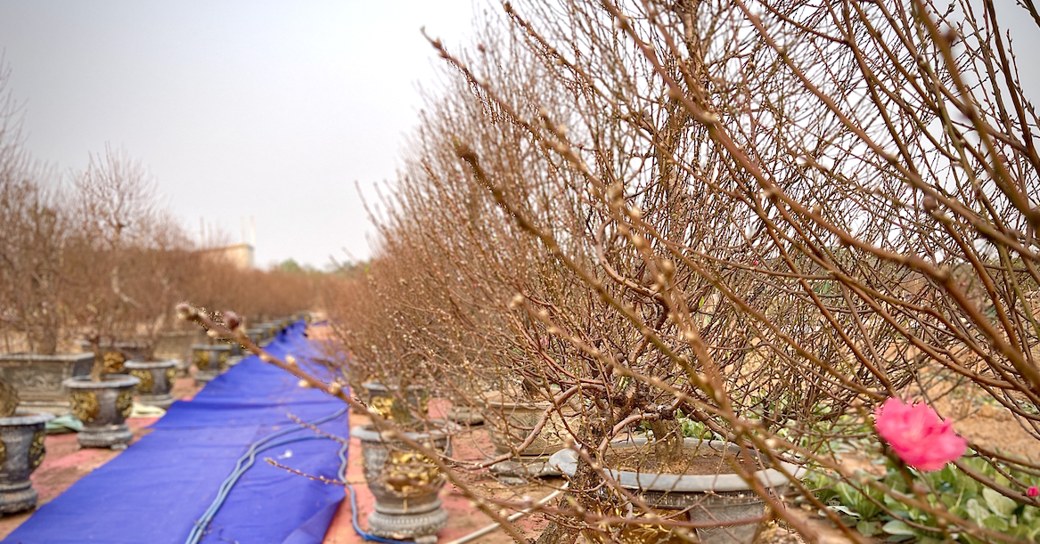 Nhat Tan's peach blossoms struggle to bloom on time for Tet