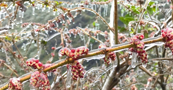 Northern Vietnam faces risks of frost and extreme cold this January