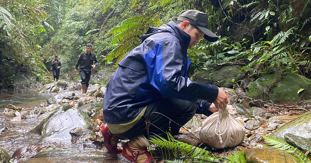 Twelve endangered pangolins returned to the wild in Vietnam