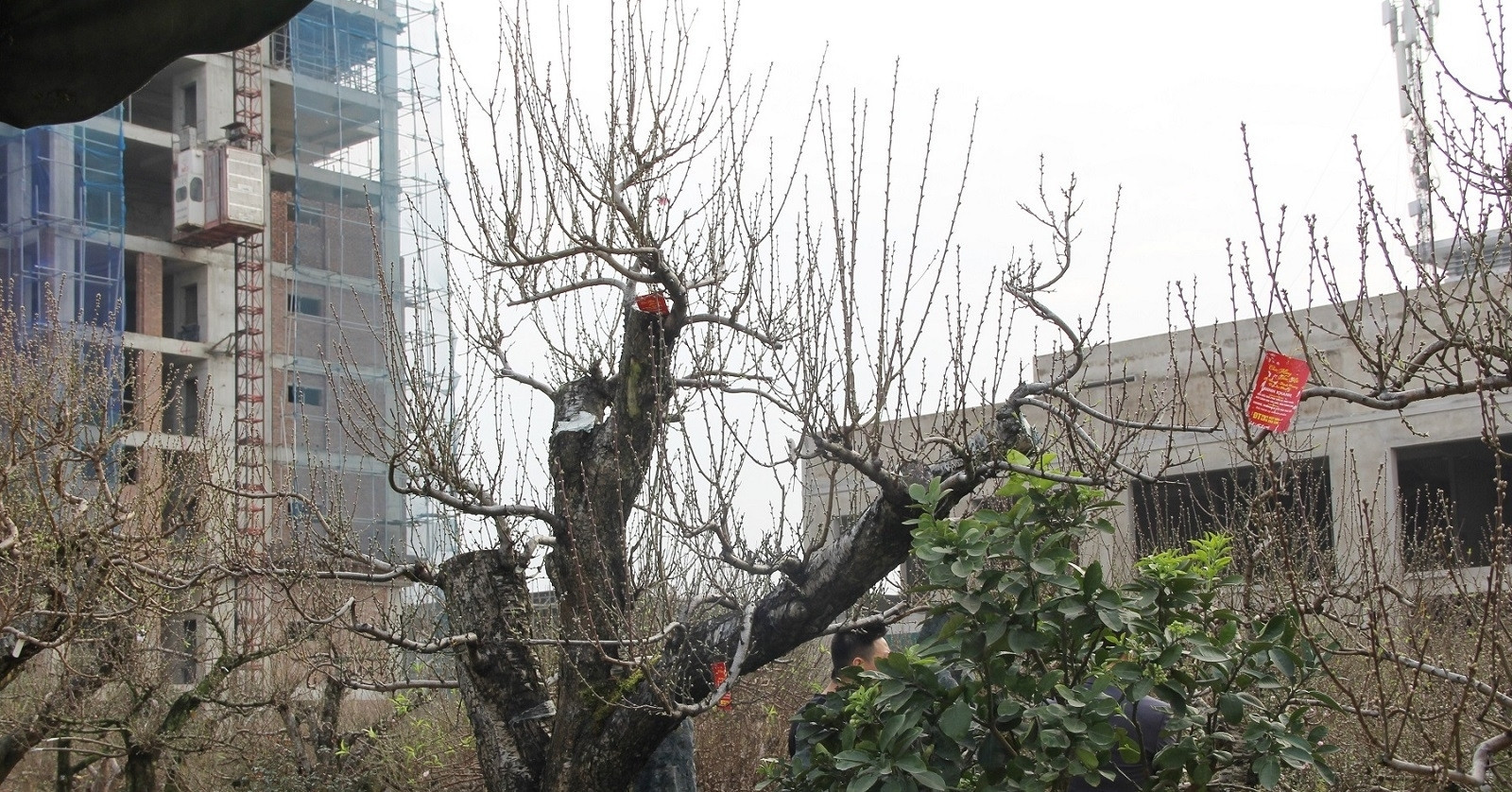 Hundred-year-old peach tree rented for $6,300 in subdued Tet market