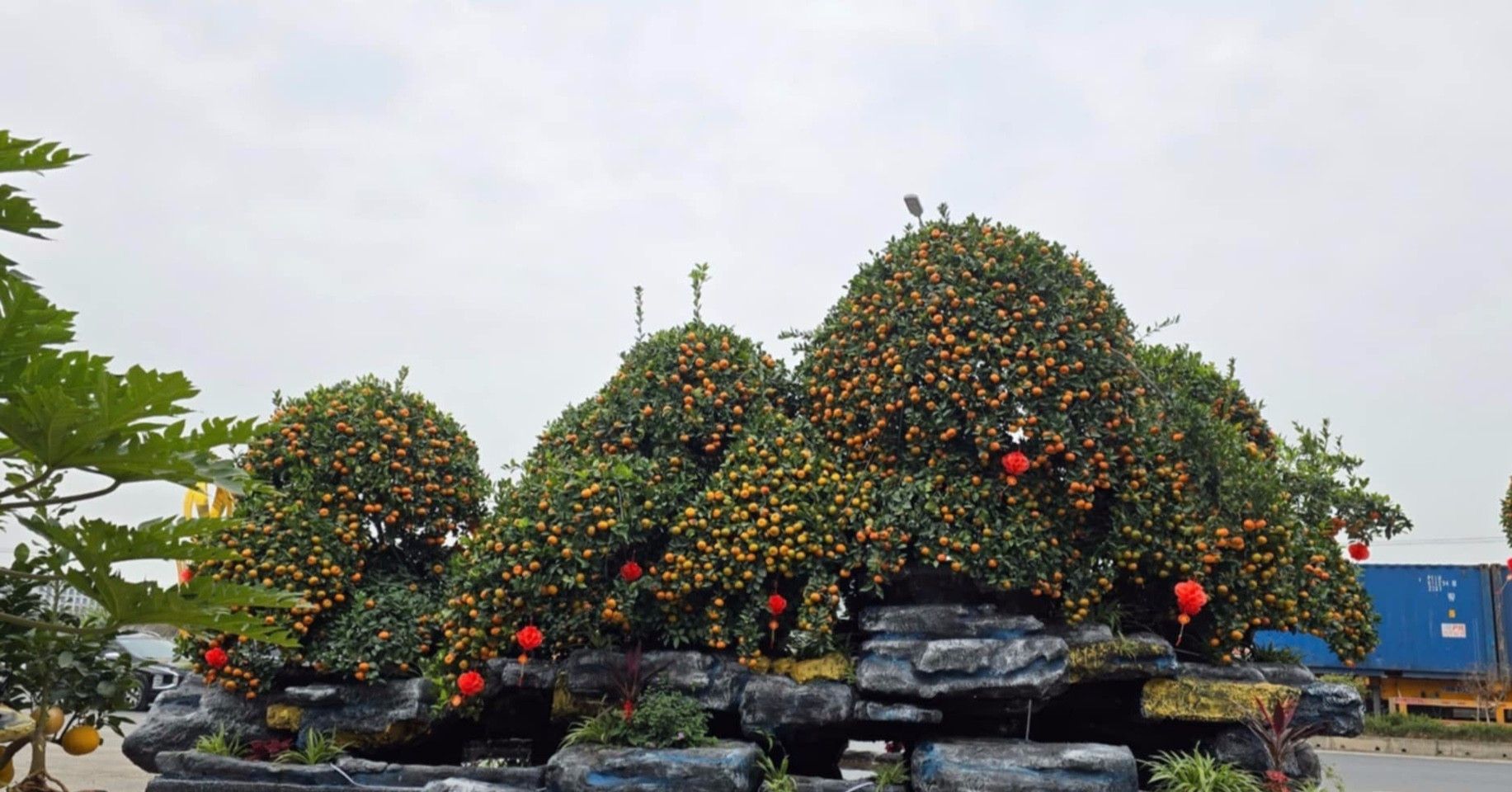 Giant kumquat bonsai display dazzles in Hung Yen for Tet