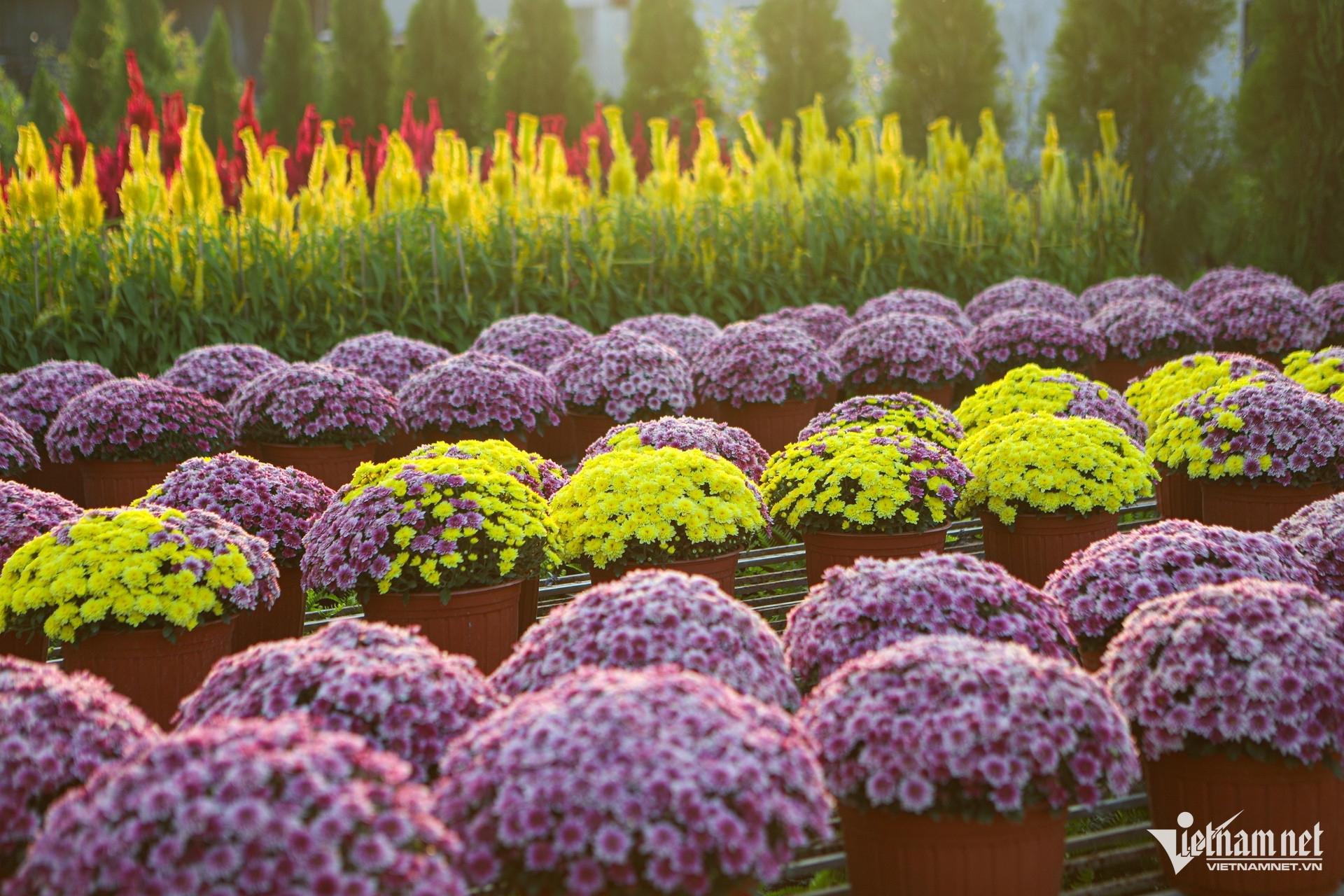 Mekong Delta’s largest flower village welcomes spring ahead of Tet