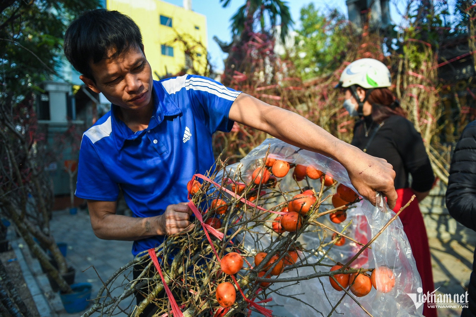 Tet tree trends shift: persimmon branches capture customer interest