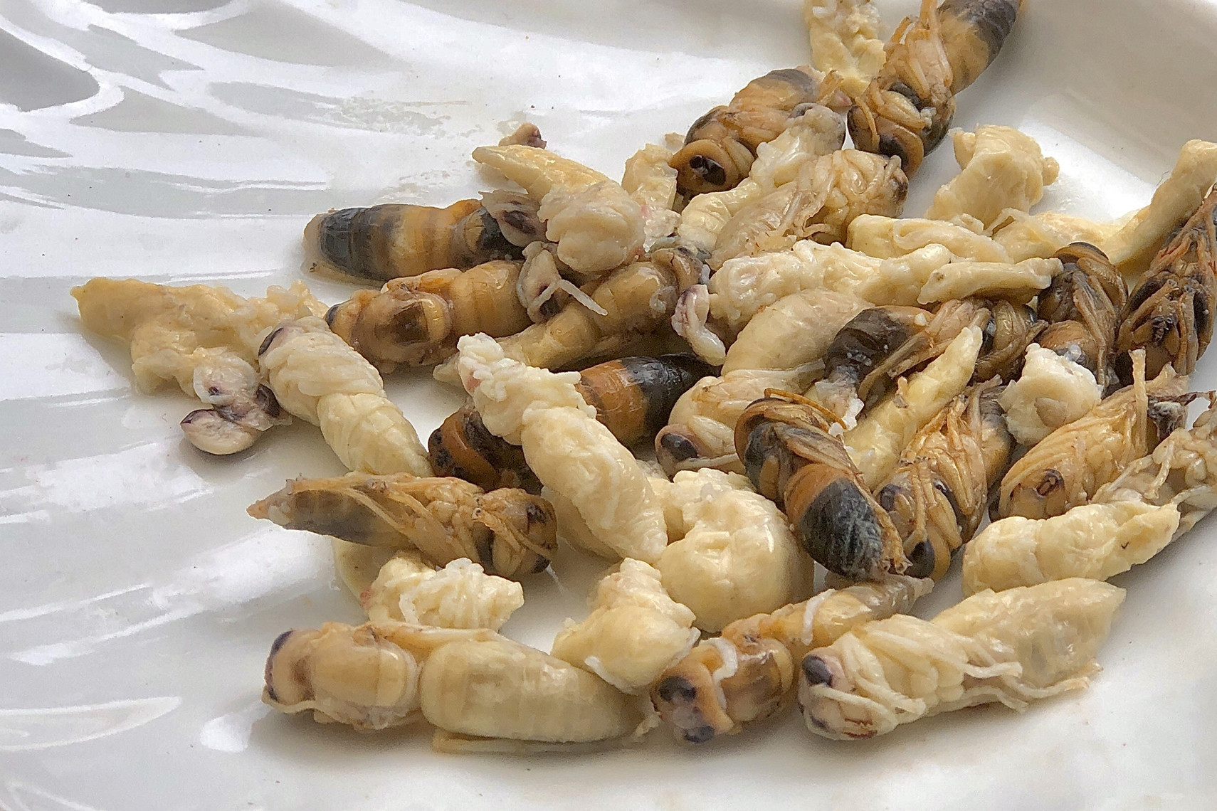 Ground bee larvae: A rare Tet delicacy from Northwest Vietnam