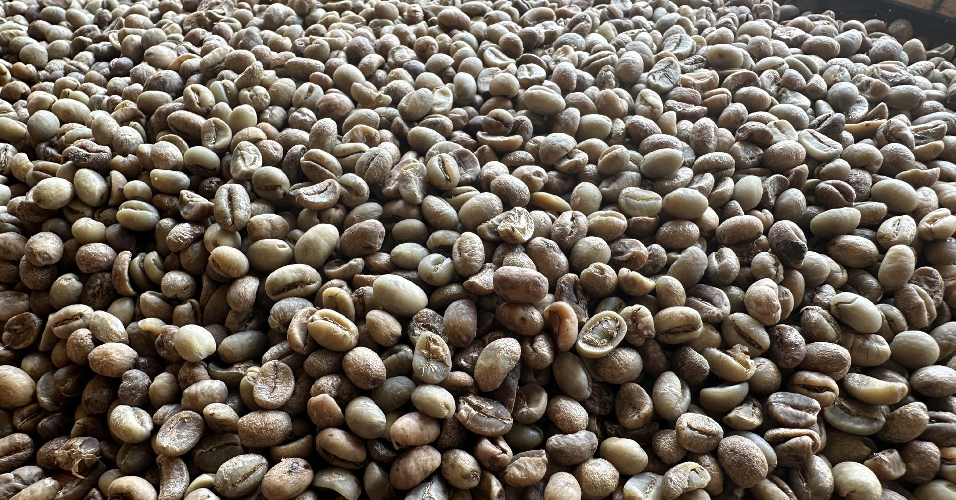 Vietnam's coffee exports earn $400 million in first 15 days of 2025