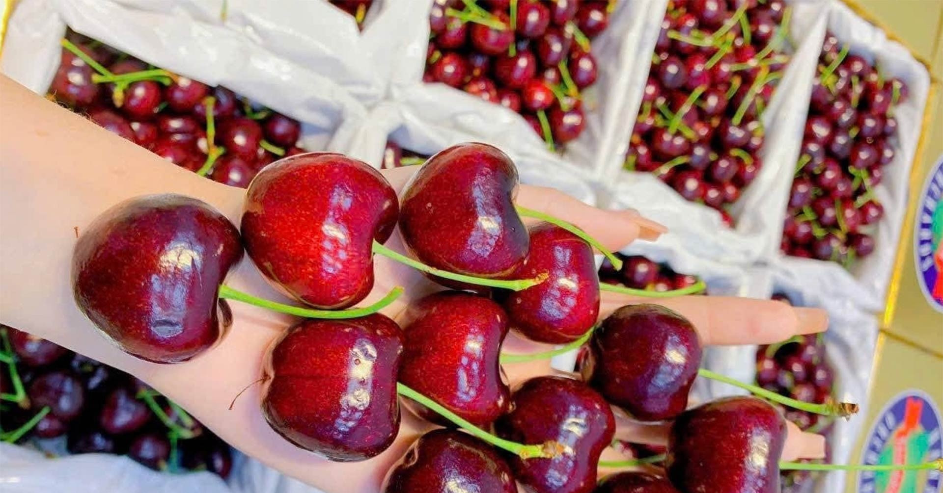 Green bananas and premium cherries dominate Tet shopping buzz