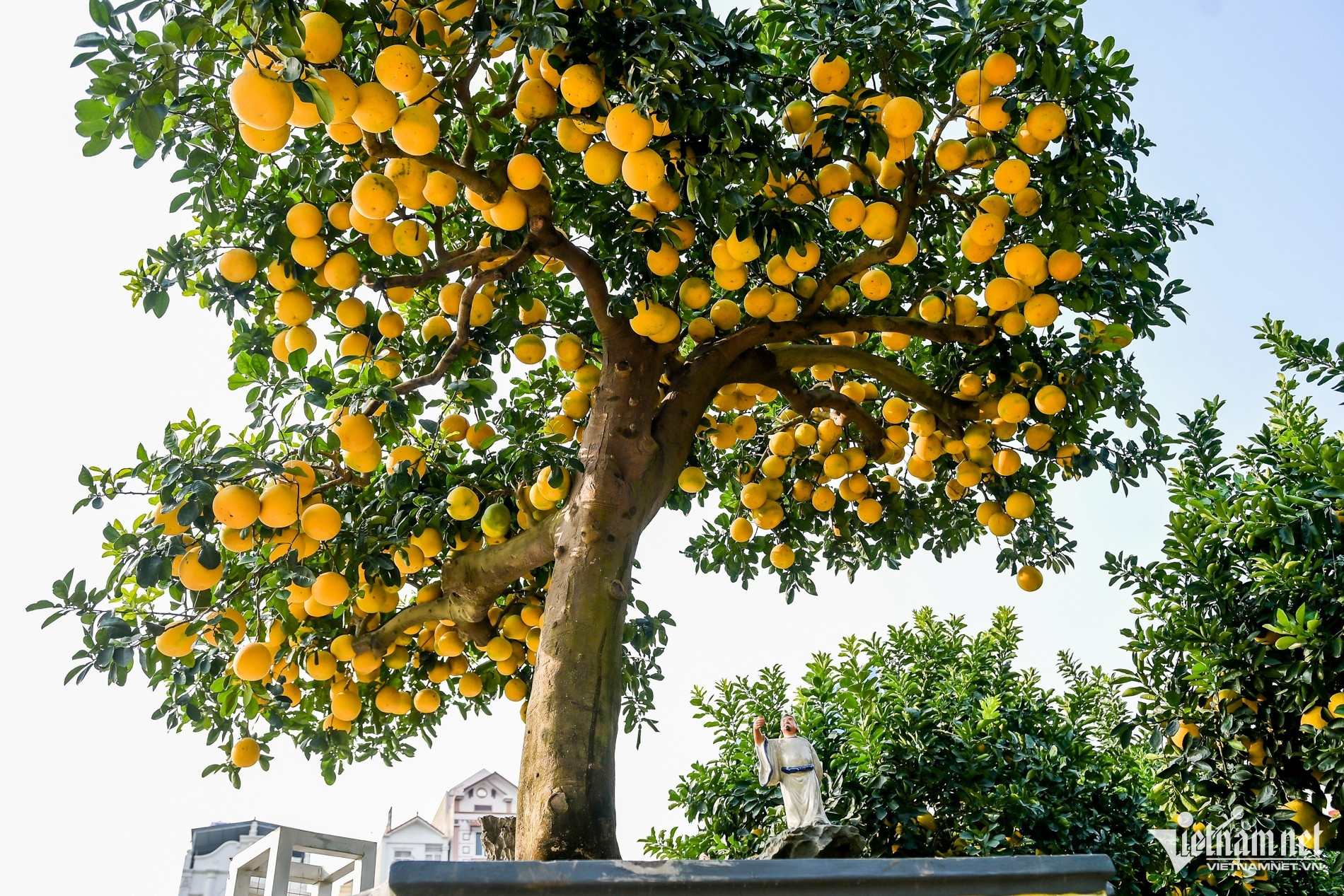 100-year-old pomelo trees captivate Tet buyers, owner holds out for higher bids