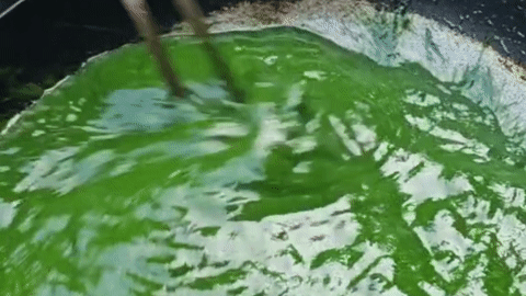 thumb 4 - món ngon từ rêu