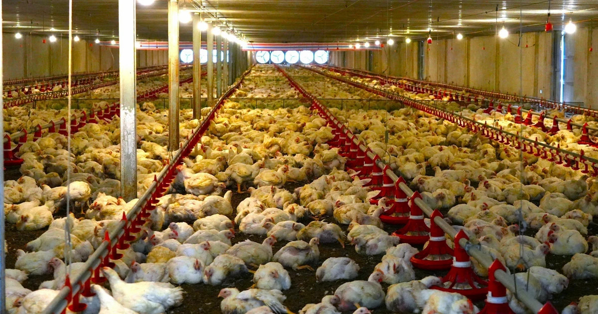 Tay Ninh, Mekong Delta emerging as Vietnam’s strategic Halal hub