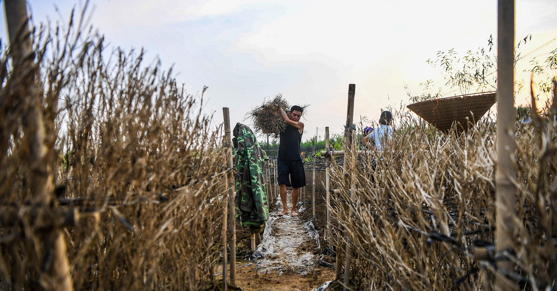 Nhat Tan peach orchards devastated by floods, farmers brace for Tet loss