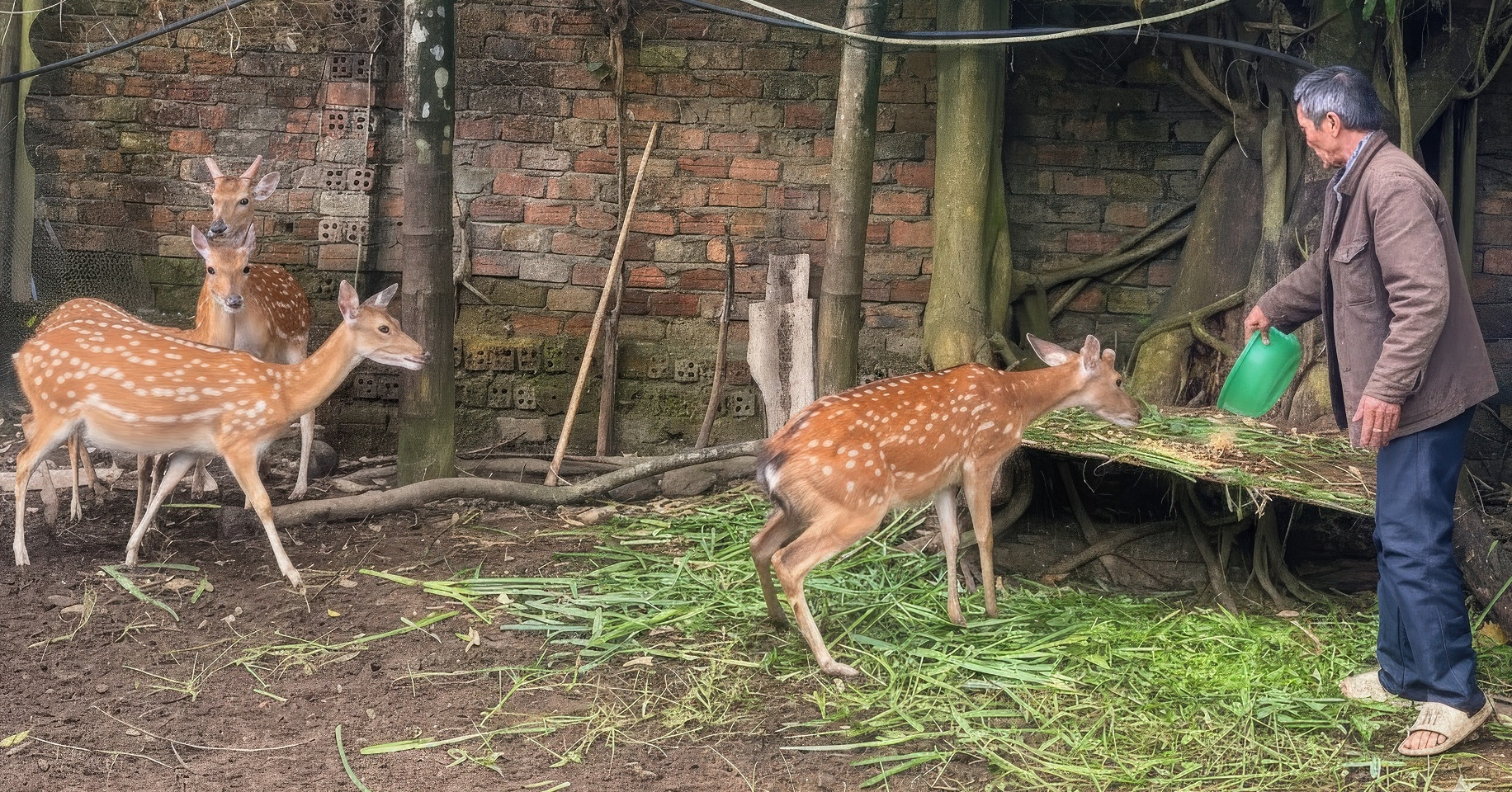 Raising sika deer for velvet helps Co Tu families thrive in Da Nang highlands