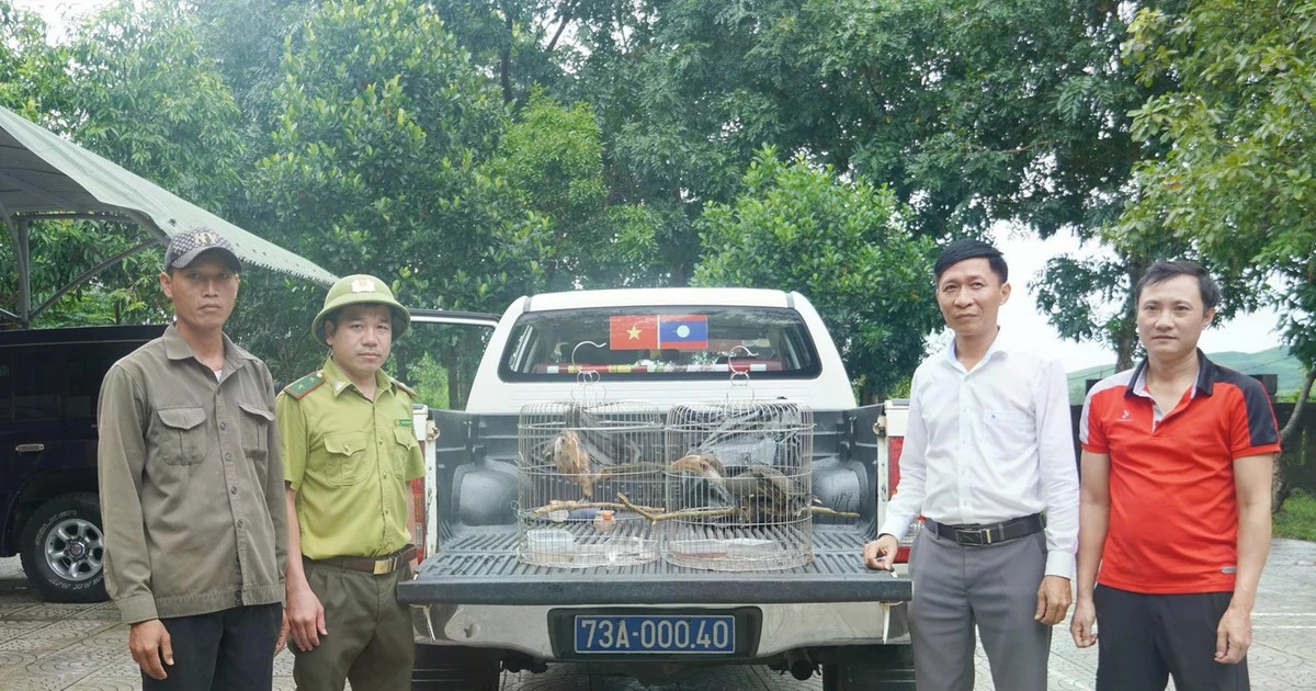 Quang Tri forest rangers receive two endangered brown hornbills