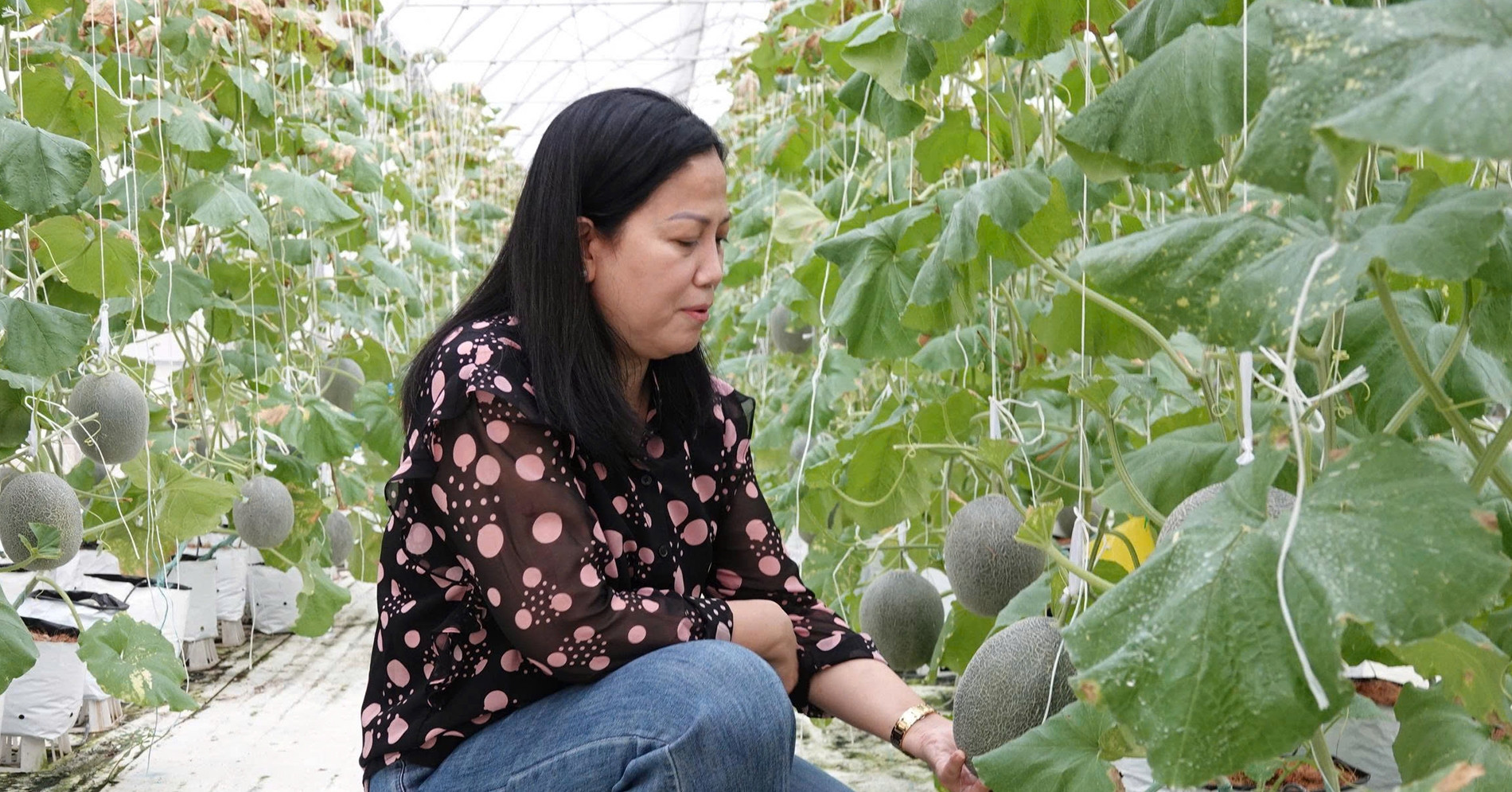 Can Tho woman turns 13,000m² into smart farm producing export-quality melons